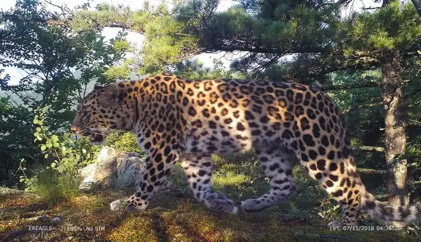 首页 时政新闻正式设立东北虎豹国家公园,对保护东北