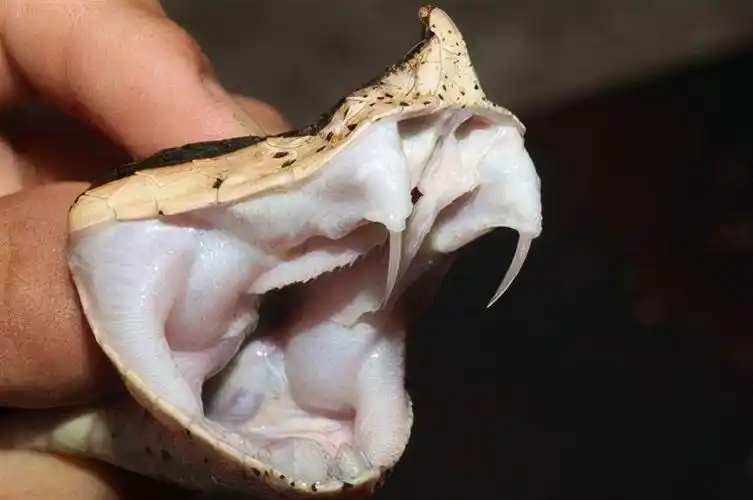 贵州一食堂惊现剧毒五步蛇!体型虽小,毒性却很猛,被咬了怎么办