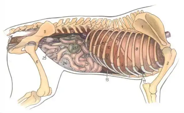 胃肠等器官体表投影位置的识别