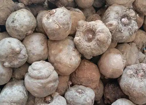 魔芋种球保存方法与种植时间