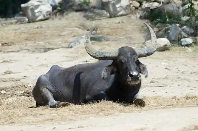 水牛图片_图片大全