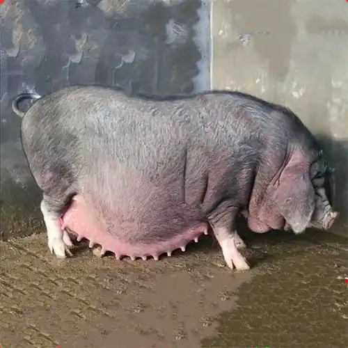 原种太湖小母猪