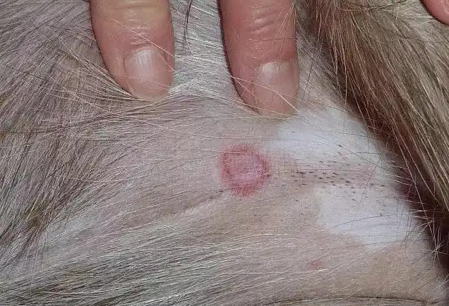 狗狗真菌性皮肤病的治疗和预防