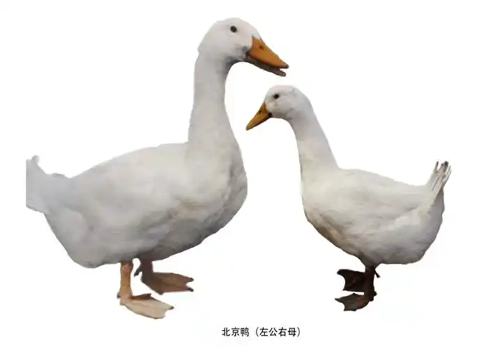 传遍世界的优秀鸭种——北京鸭-中国羽绒信息网