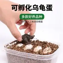 佛州甜甜圈龟活体宠物乌龟活体淡水两栖观赏龟大河甜甜圈包邮包活