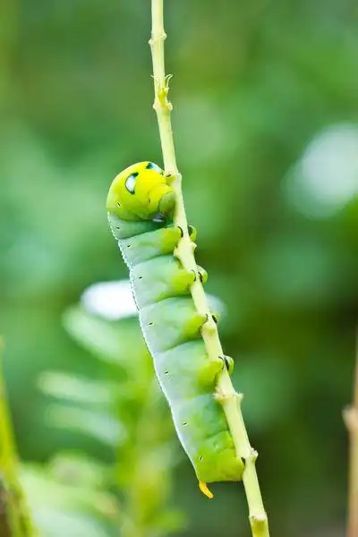 毛毛虫图片_毛毛虫图片大全_全景图片