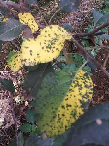 请问苹果树叶是什么病,如何防治?