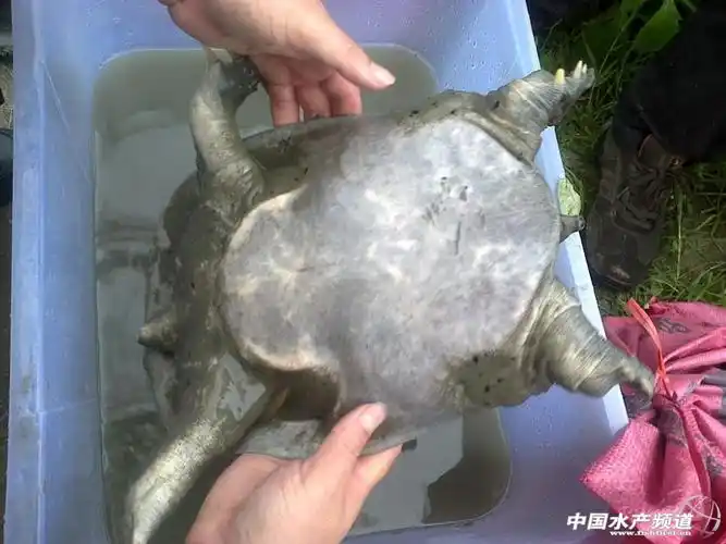 广东茂名出售一批自养自繁的国家二级保护动物山瑞鳖种