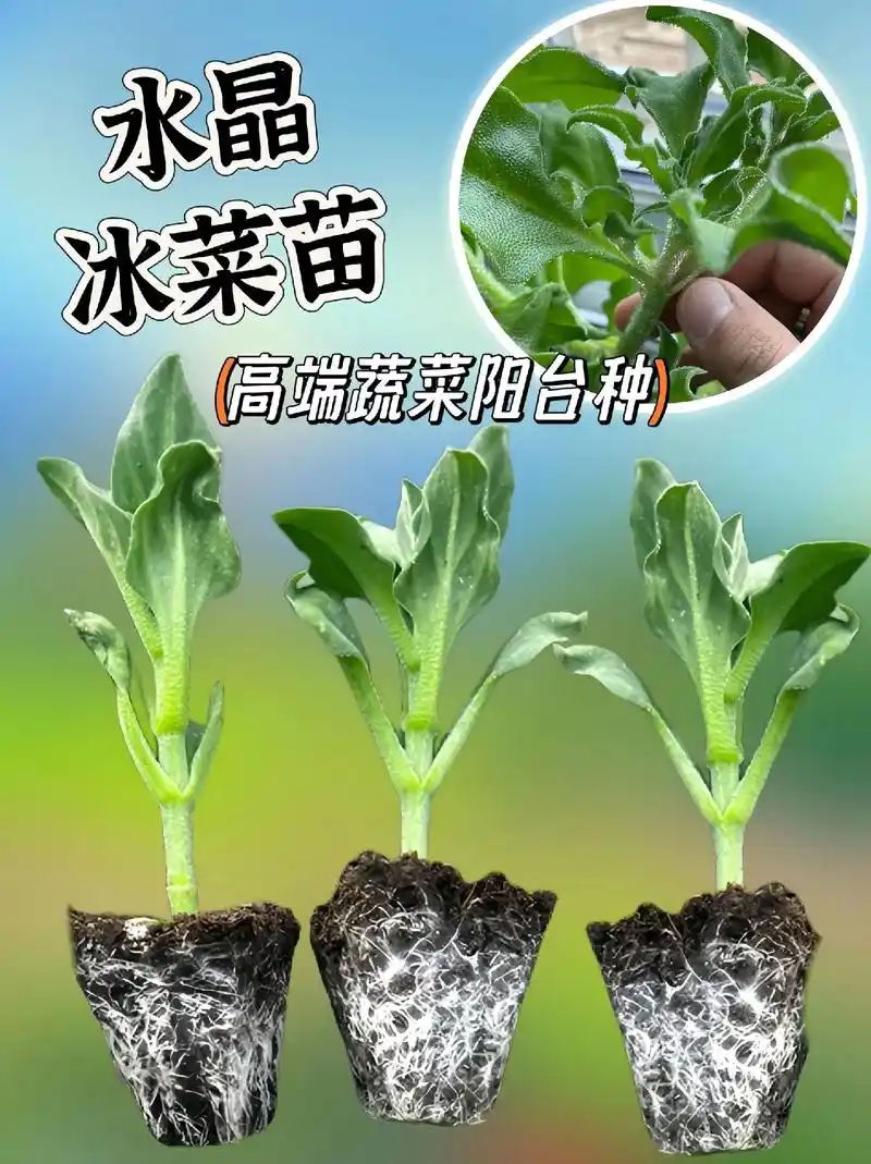 冰菜也叫冰草,凉拌做沙拉非常好吃 在家只要种上几颗