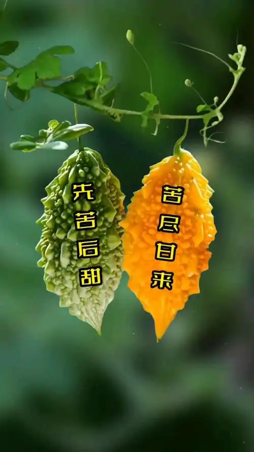 破壳计划#等你熬过所有的苦,就会遇见所有的甜