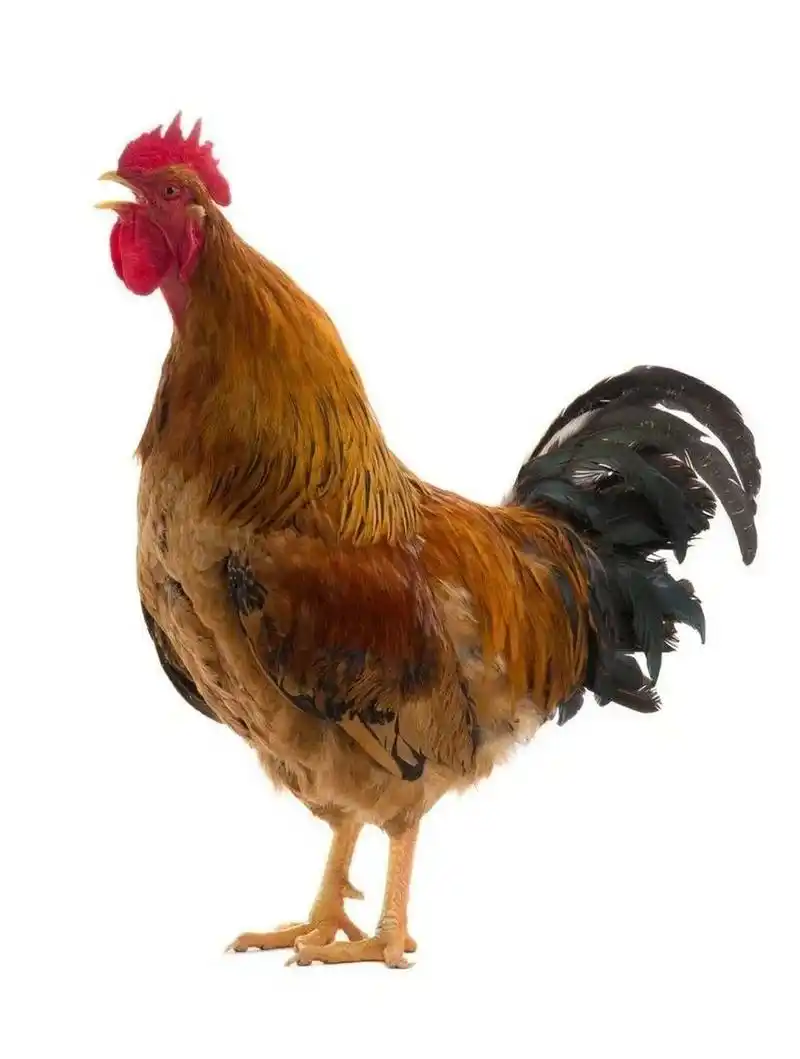 大公鸡素材