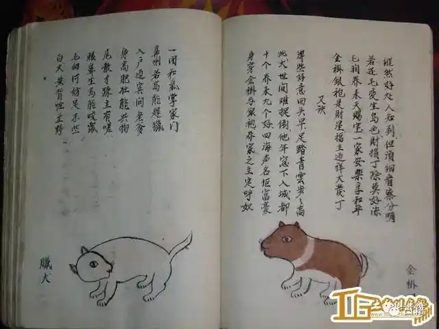 古籍《相犬大全》全本,让你大开眼界!