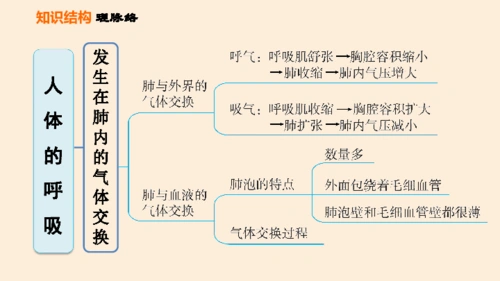 人教版七下生物第四单元第三章人体的呼吸巩固强化复习26张ppt