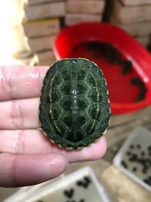 日本日石石龟杂交草龟日杂草本草龟