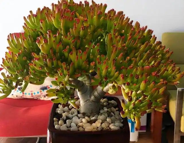 吸财树是一种多浆植物,也是多肉植物的一种,不过它和普通的多肉不一样