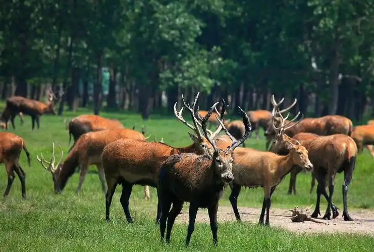 江苏大丰麋鹿国家自然保护区