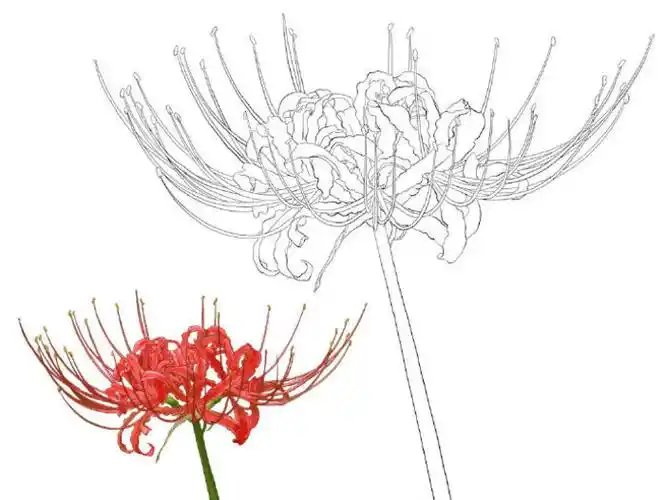 彼岸花开彼岸花的画法教程