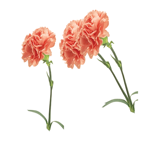 康乃馨母亲节感恩节png免抠素材133