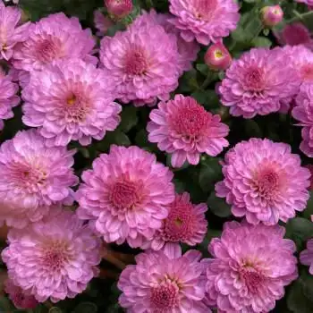 球菊盆栽小花苗阳台花卉冰粉菊花千头菊带花苞乒乓球菊 糖果菊深粉色