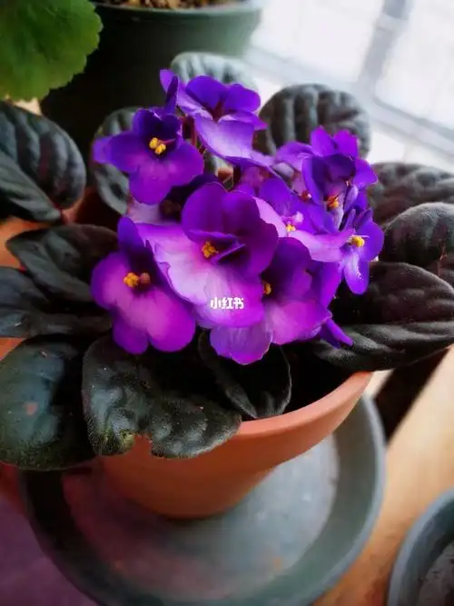 最好养的非洲堇