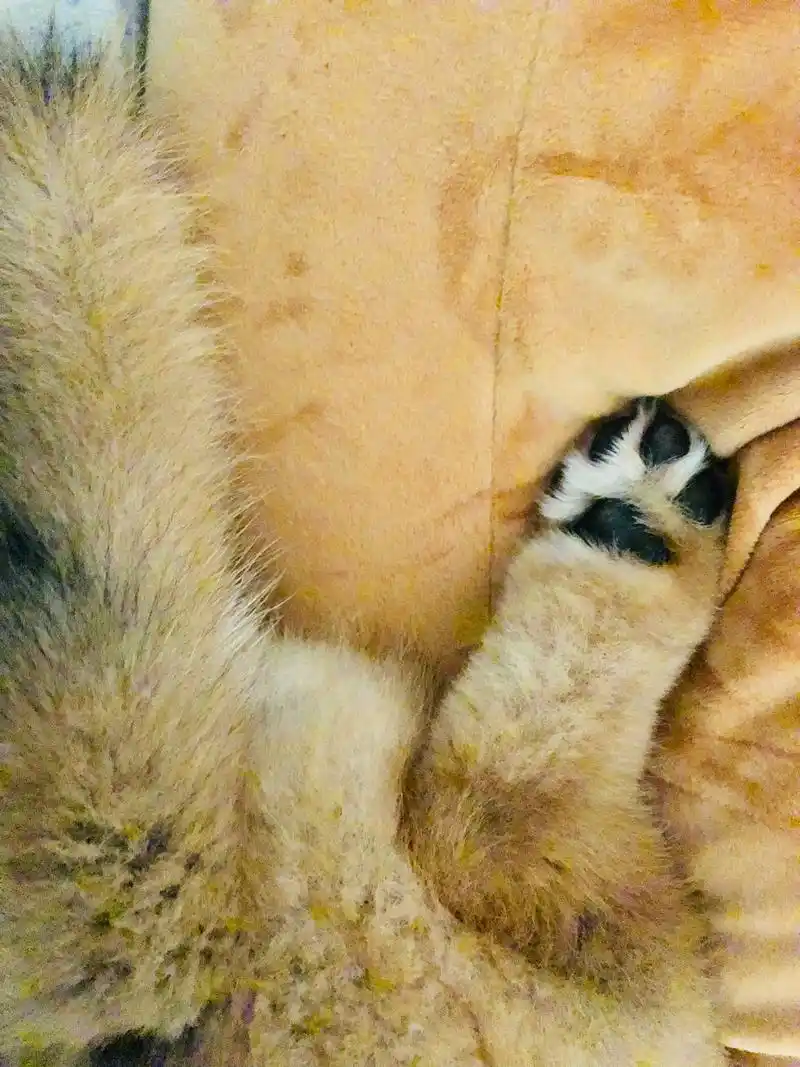 大桥的小狐狸爪子