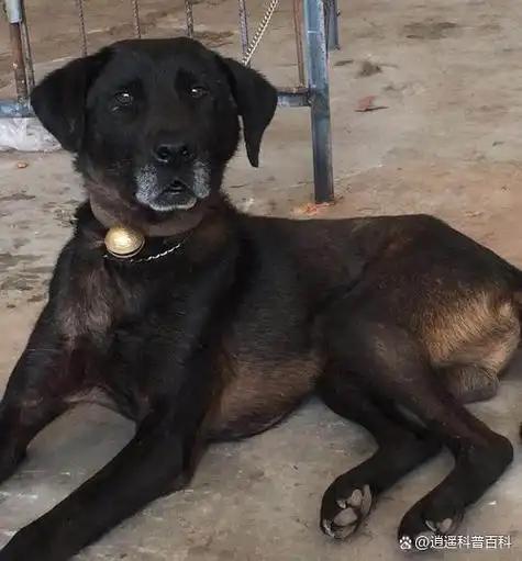 《盘点中国田园犬:第一期 - 四川凉山犬:乡野间的智慧猎人》