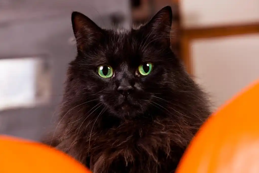 绿眼睛黑猫,一只绿眼睛构成之间两个南瓜万圣节的蓬松黑猫.