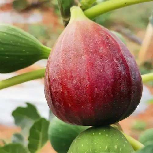 时令水果新鲜 当季 3斤_四川紫皮无花果 新鲜水果当季时令 3斤包邮