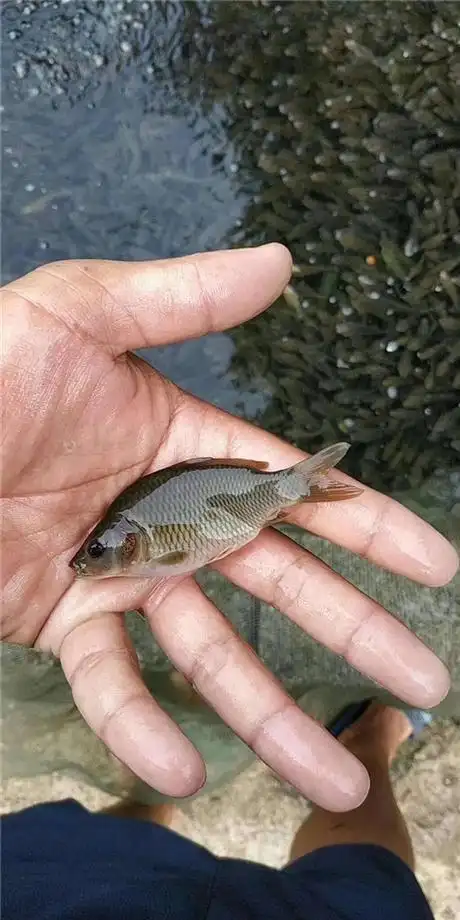 禾花乌鲤鱼苗怎么卖