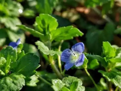 "婆婆纳"花开遍地,初春添美景 !