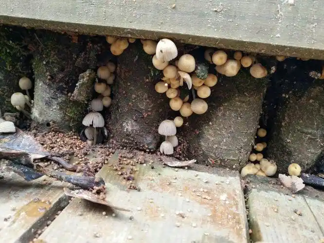 蘑菇喜欢阴凉潮湿环境,比如树林深处,杂木林,灌木丛,草原,朽木,粪堆.