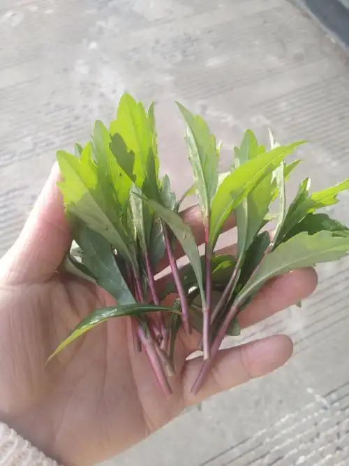 这是马兰头吗闻着一股药香味儿