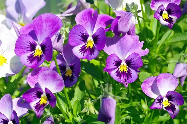 【美丽的三色堇"猫面花"(上)】