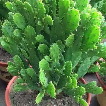 千手观音 千佛手 仙人掌 优质一级苗 基地直销