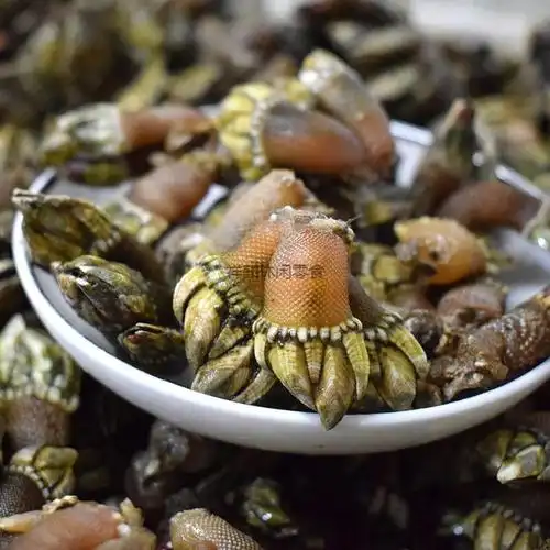 舟山新鲜小佛手新鲜鲜活小佛手螺狗爪螺龟脚螺观音手石浦舟山海鲜水产