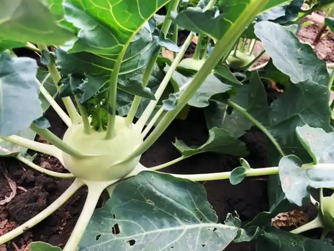 每年都要种一些苤蓝,切成丝放点醋和香油凉拌就很好吃.