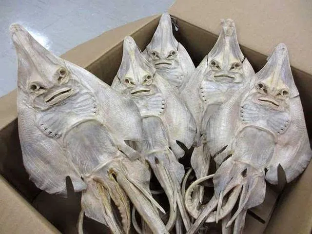 这种鱼在水里看着很可爱,但是当它上岸时立刻.