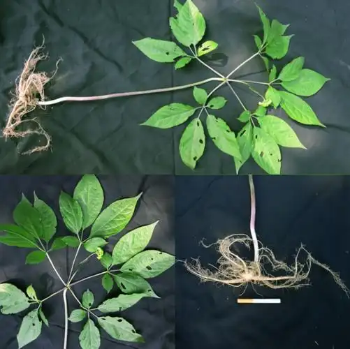 基地里五品林下参的标本,五品林下参的叶片状态,五