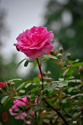 春天的花会开 14 (芍药花)