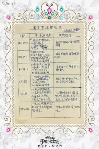 黄豆芽观察记录8月24日—8月29日