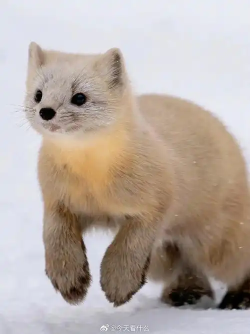 小型食肉动物##动物科普
