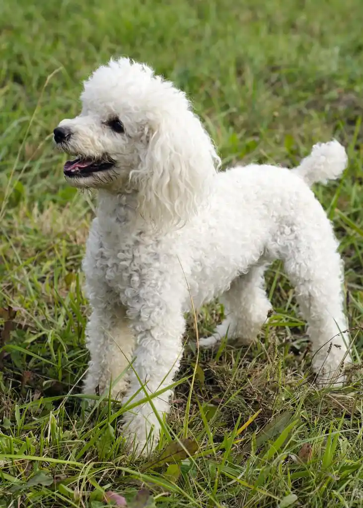 贵宾犬狗,白色贵宾犬狗草草坪或一片草地上玩.