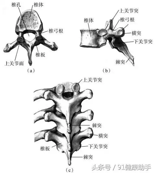 脊椎讲座深入了解我们的胸椎t1t12