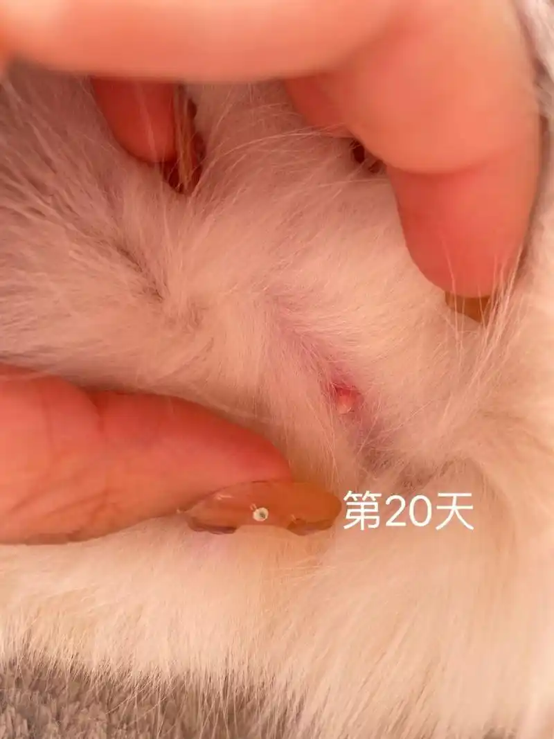 猫咪怀孕99初期变化 图一:刚借配回来第一天,乳头大小正常.