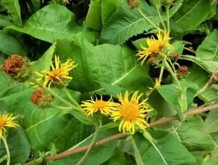 土木香图片土木香的功效与作用