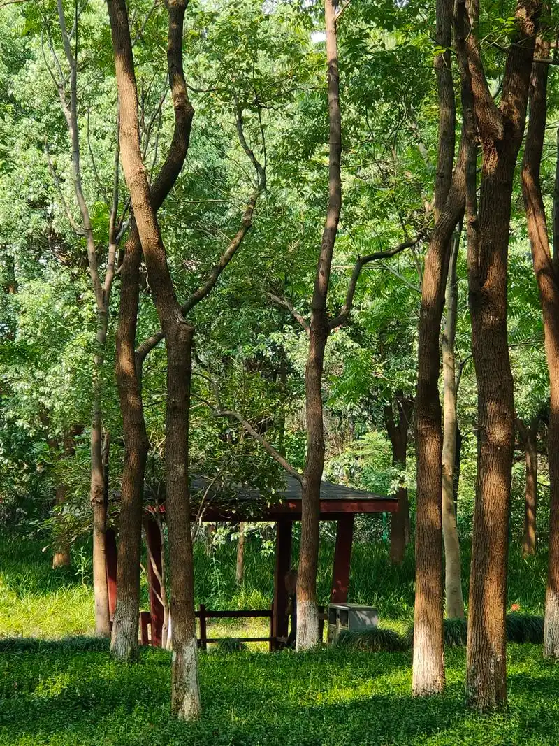 少见,杭州市树樟树由矮胖变瘦高