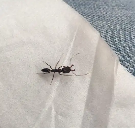 今天家里 捉到的蚂蚁.被它扎下 就跟马蜂一样痛.