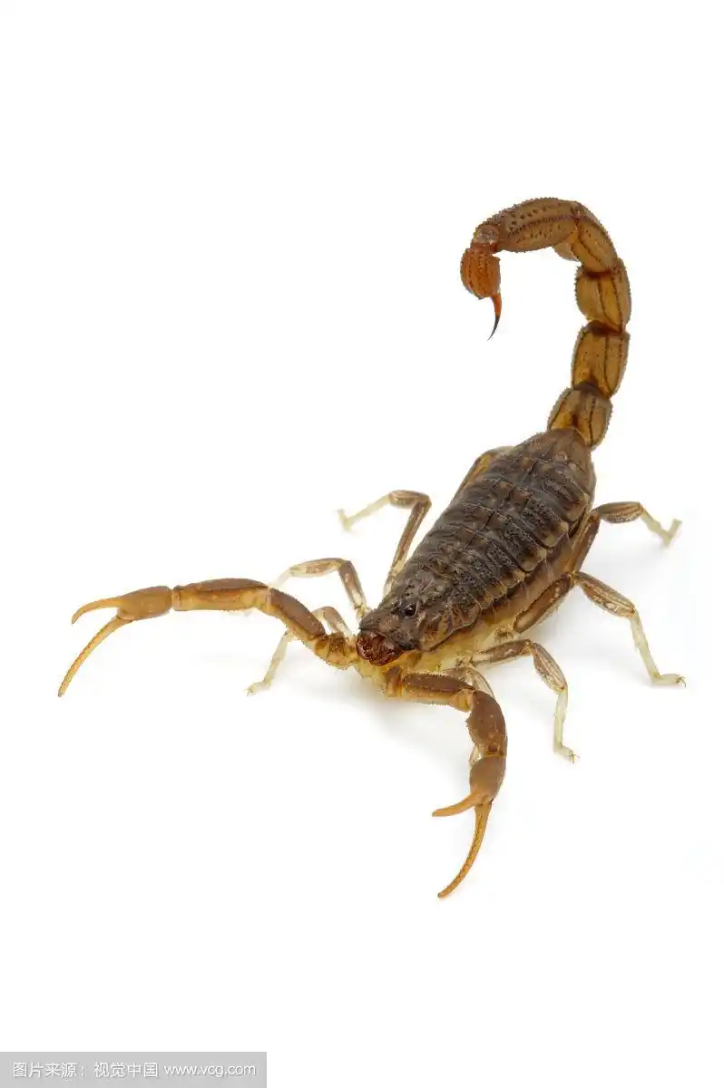 红鳄背蝎,蝎子