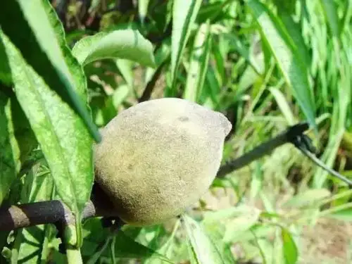 有图有真相史上最全桃树病害资料