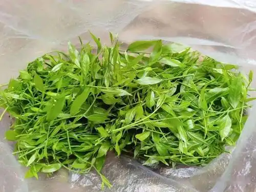 彝族人的"富贵菜"—甜菜_野菜